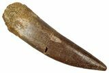 Fossil Plesiosaur (Zarafasaura) Tooth - Morocco #349831-1